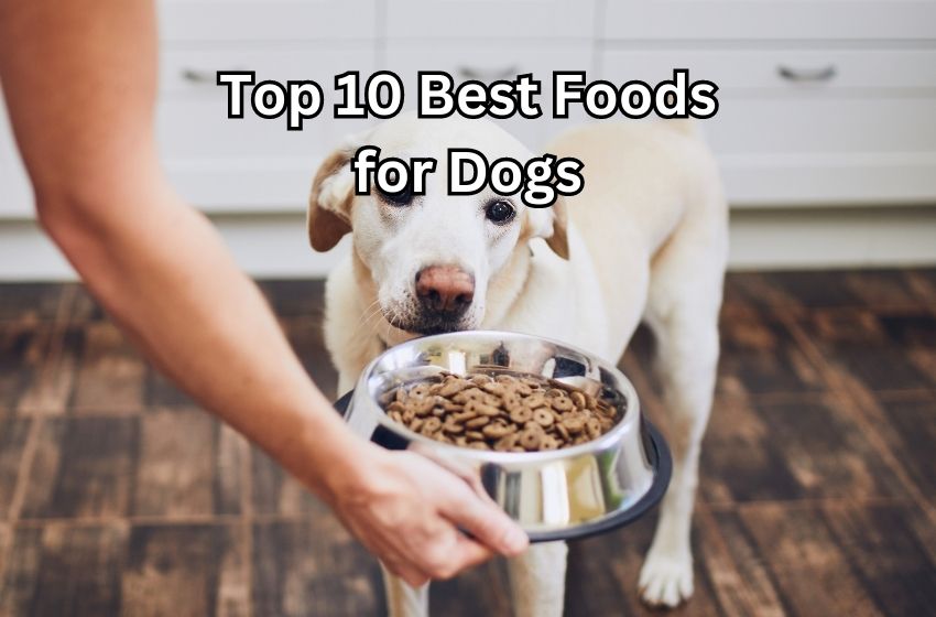 10 Best Foods for Dogs